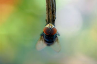 Photos of a housefly attached to the roots of the orchid tree.