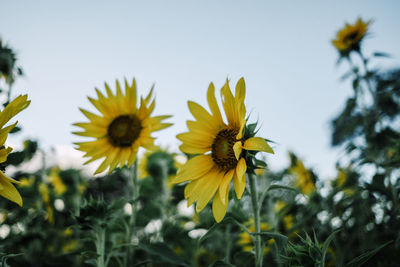 Close-up of yellow flowering plant on field