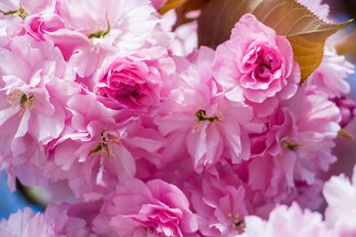 Close-up of pink flowers