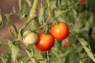 Close-up of tomatoes growing on plant