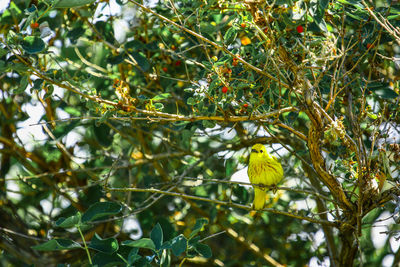 Low angle view of fruits on tree