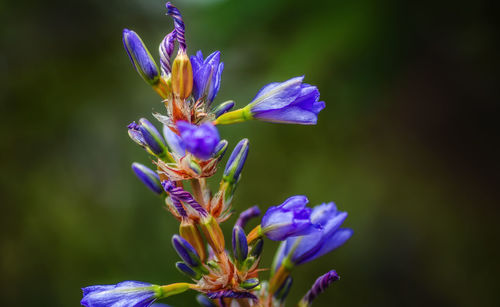 Close-up of purple flowers