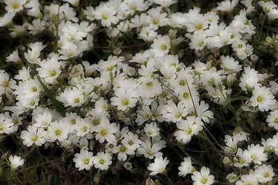 Close-up of white flowers blooming outdoors