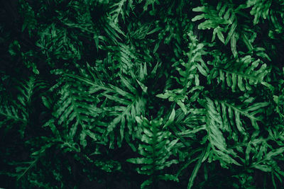 Full frame shot of pine trees