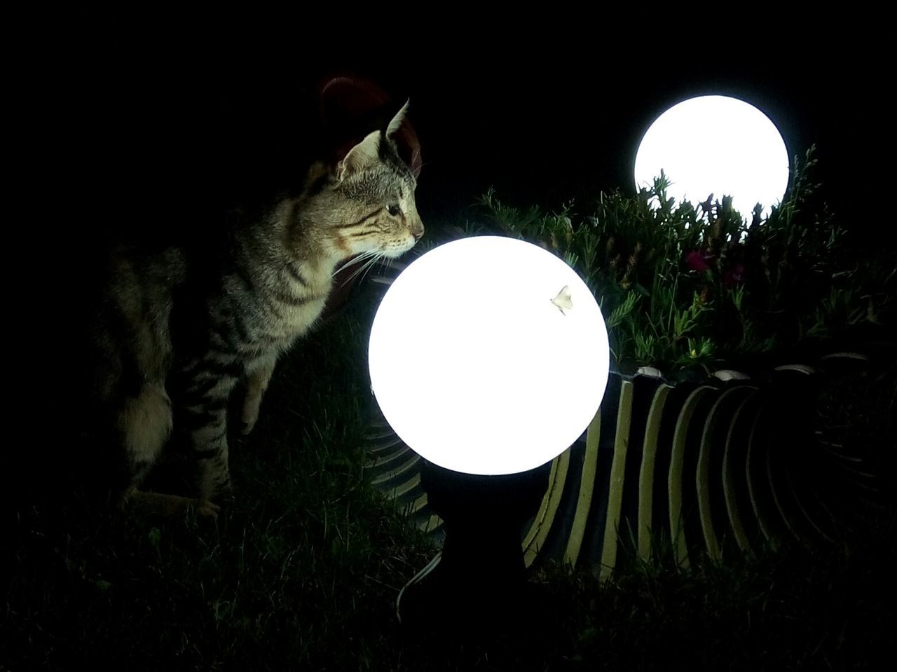 domestic cat, pets, one animal, illuminated, animal themes, domestic animals, cat, night, feline, mammal, no people, lantern, outdoors, grass