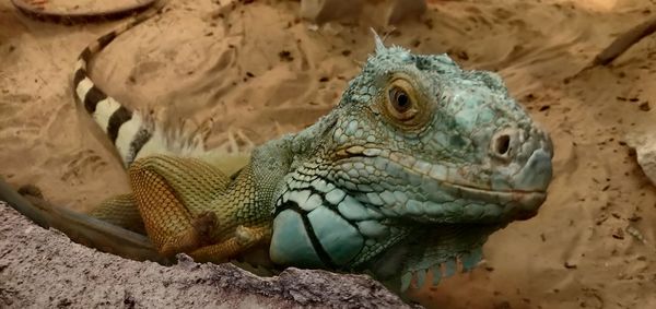 Close-up of a iguana reptile