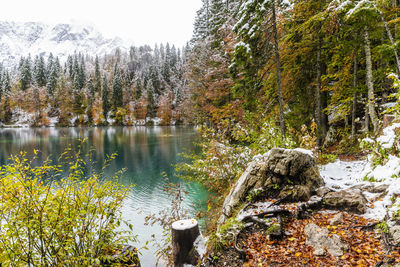 Scenic view of lake in forest