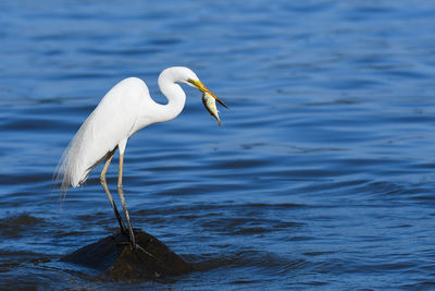 Close-up of bird against lake