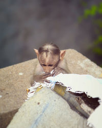 Close-up of a cat