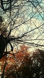 Bare trees against sky