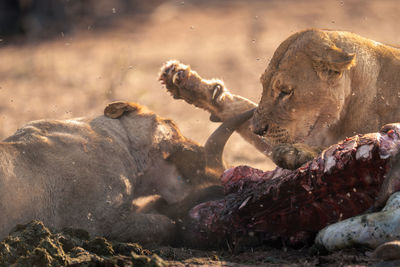 Close-up of lioness