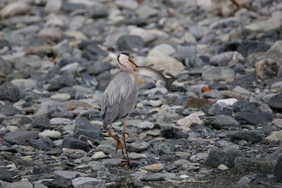 Close-up of bird on rock