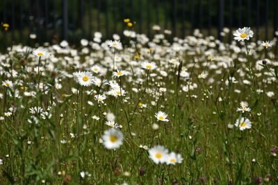 Close-up of white daisy flowers on field