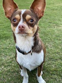 Close-up portrait of a dog