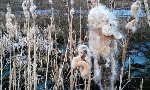 View of an animal on snow covered land