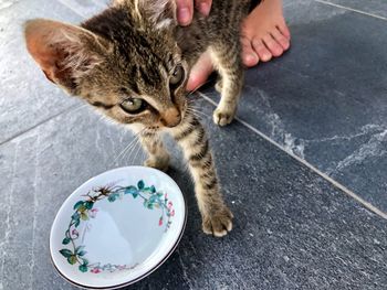 High angle view of tabby cat on floor