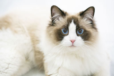 A very cute ragdoll cat is on the table