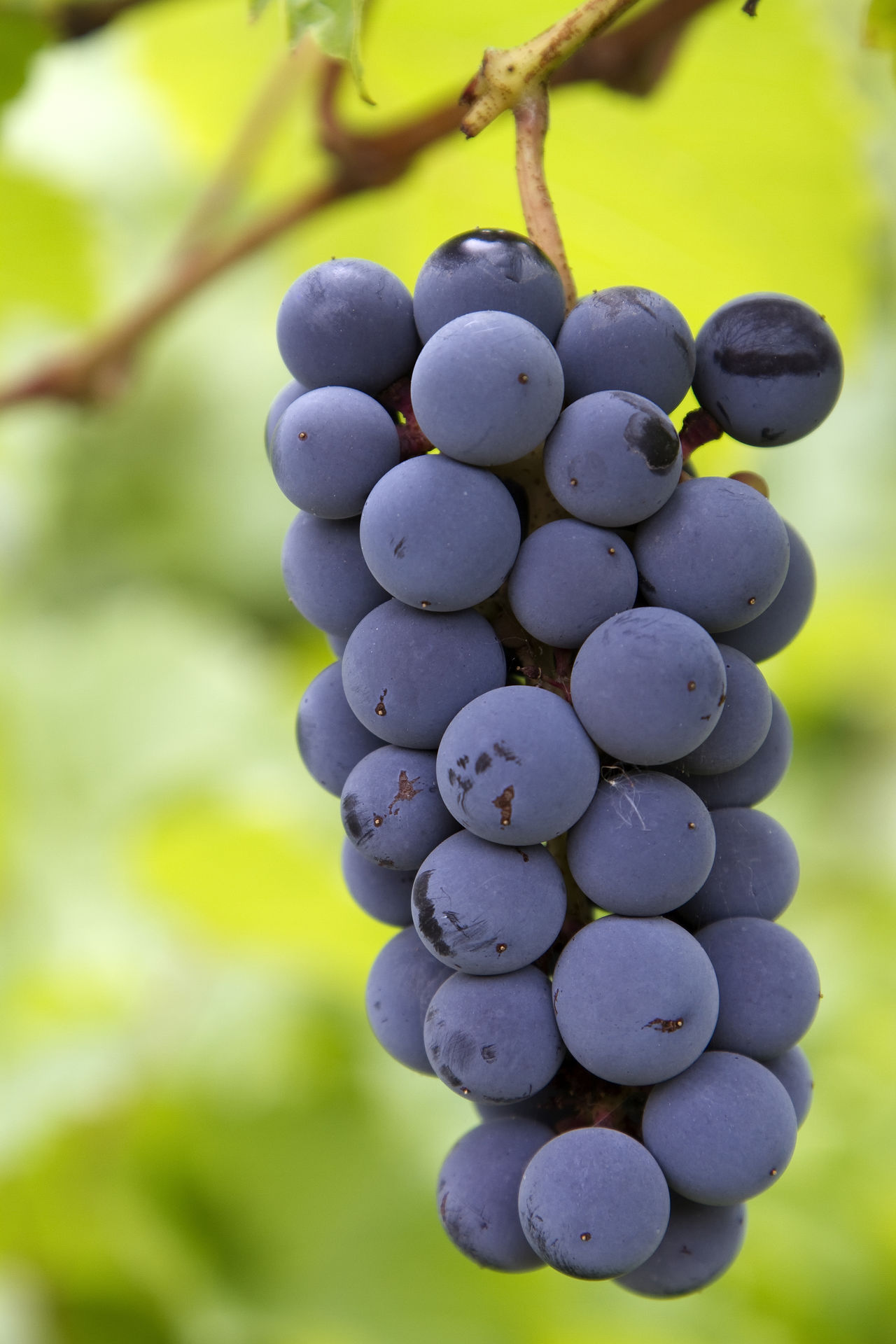 Ripe; red; grape; crop; vineyard; fruit; agriculture; vine; cabernet; leaf; plant; green; purple; bunch; blue; cultivated; nature; autumn; food; wine