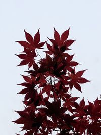 Low angle view of maple leaves against clear sky
