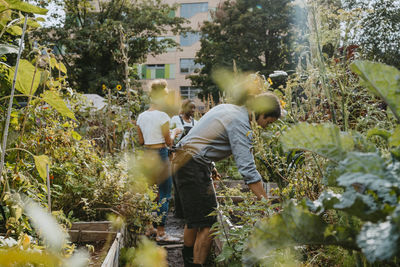 Female and male environmentalists harvesting vegetables at urban farm