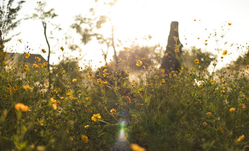 Close-up of flowering plants on field against sky