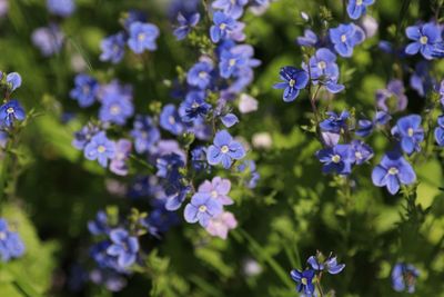 Close-up of purple flowering plants