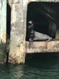 View of horse in water