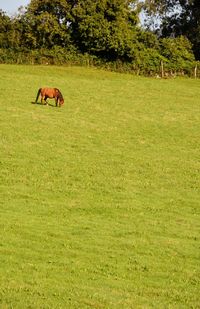 Horse on field