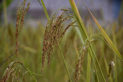 Close-up of wheat growing on field