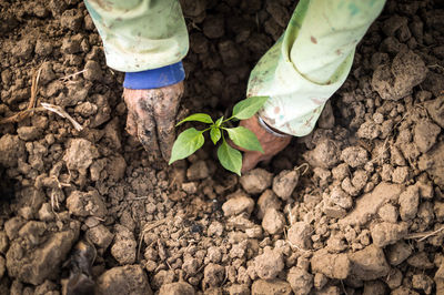 Cropped image of hands planting on field
