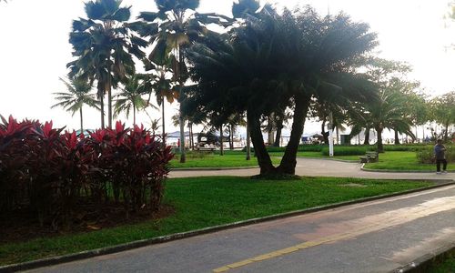 Footpath amidst trees in park