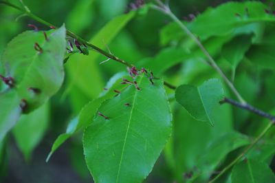 Close-up of insect on leaves