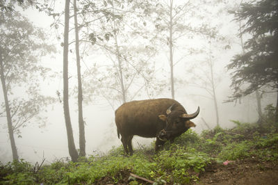 Close-up of buffalo standing on field against trees