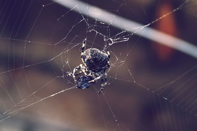 Close-up of spider web