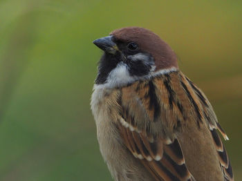 Close-up of bird perching on plant