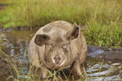 Close-up of pig drinking water