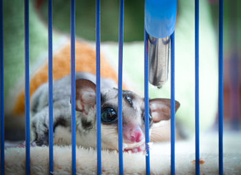 Portrait of dog in cage