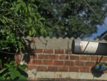 Close-up of plant against brick wall