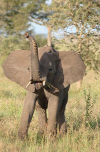 Elephant in a field