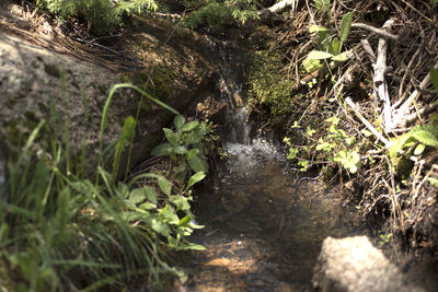 Close-up of waterfall in forest