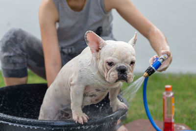 Woman bathing dog in tub at yard