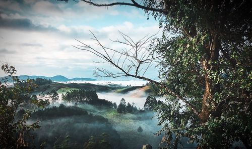 Scenic view of forest against sky