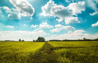 Scenic view of agricultural field against sky