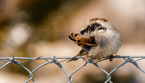 Close-up of bird perching on fence