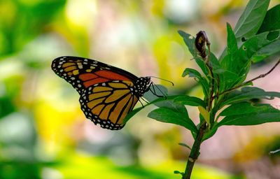 Close-up of butterfly on plant