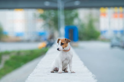 Dog looking away while sitting on street