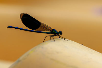 Close-up of an insect