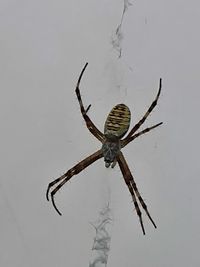 Close-up of spider