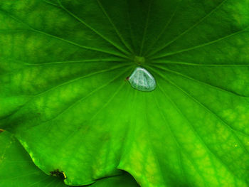 Full frame shot of fresh green leaves