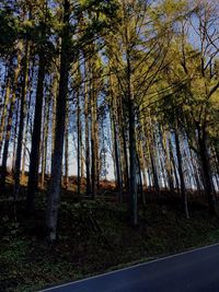 Trees in forest against sky